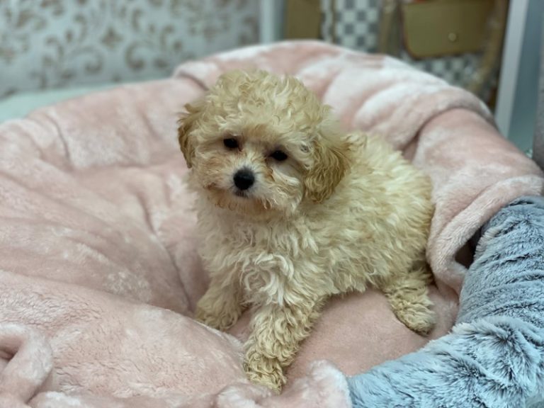 Theo - Poodle