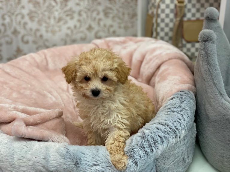 Topper - Poodle