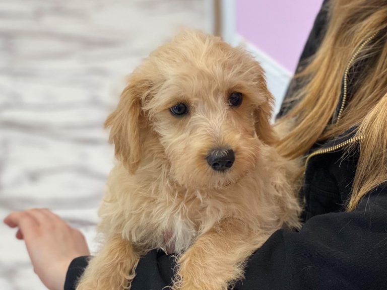Gus - Mini Schnoodle