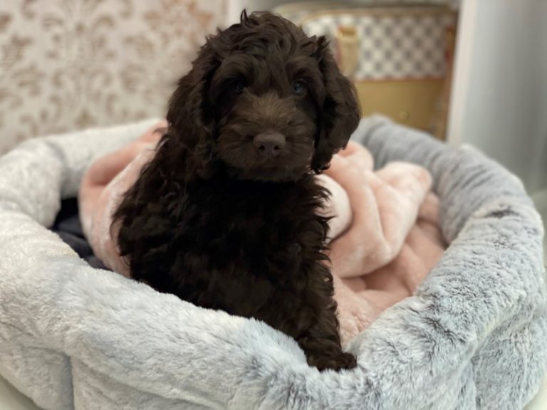 Milo - Mini Labradoodle