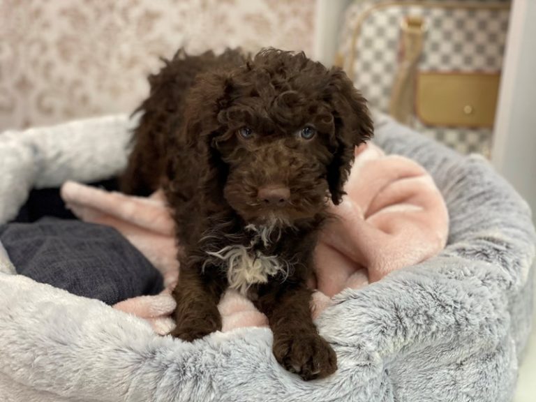 Mickey - Mini Labradoodle