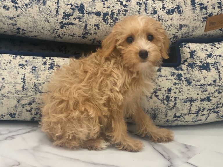 Emma - Mini Schnoodle
