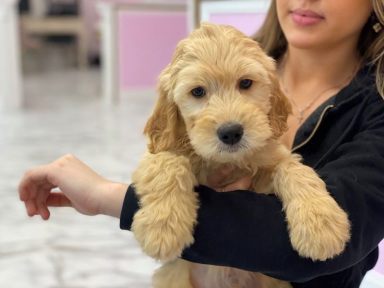 Goldendoodle - Goldendoodle
