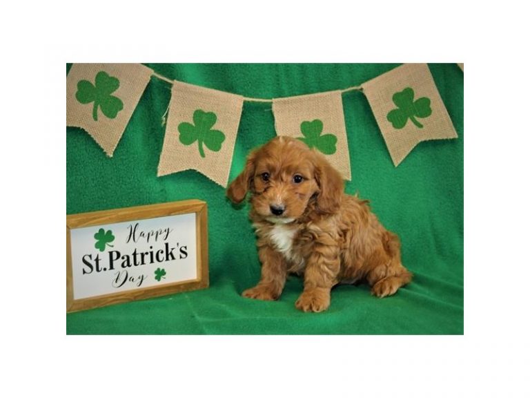 Goldendoodle Mini 2nd Gen - Goldendoodle Mini 2nd Gen