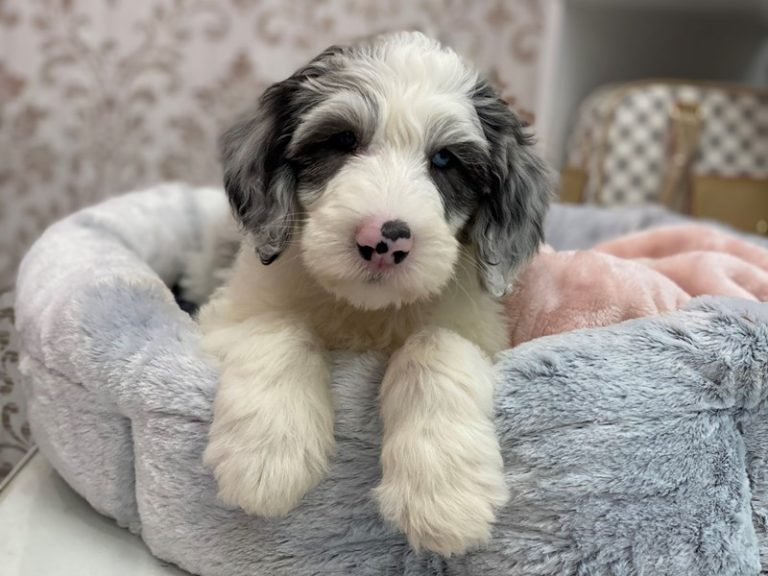 Jackson - Mini Sheepadoodle