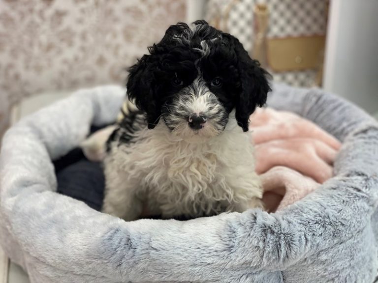 Mac - Mini Sheepadoodle