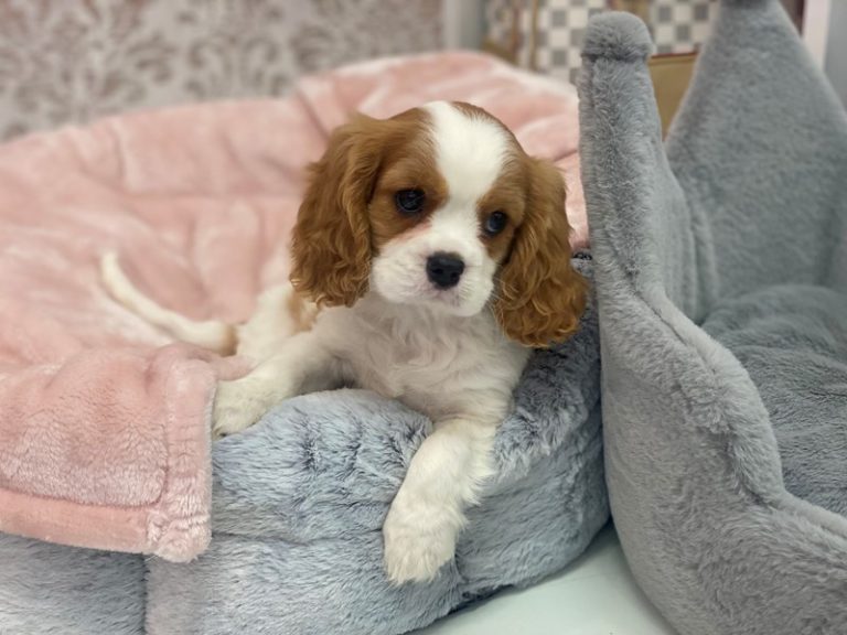 Louie - Cavalier King Charles Spaniel
