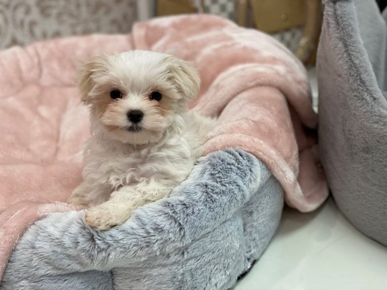 Ricky - Maltese