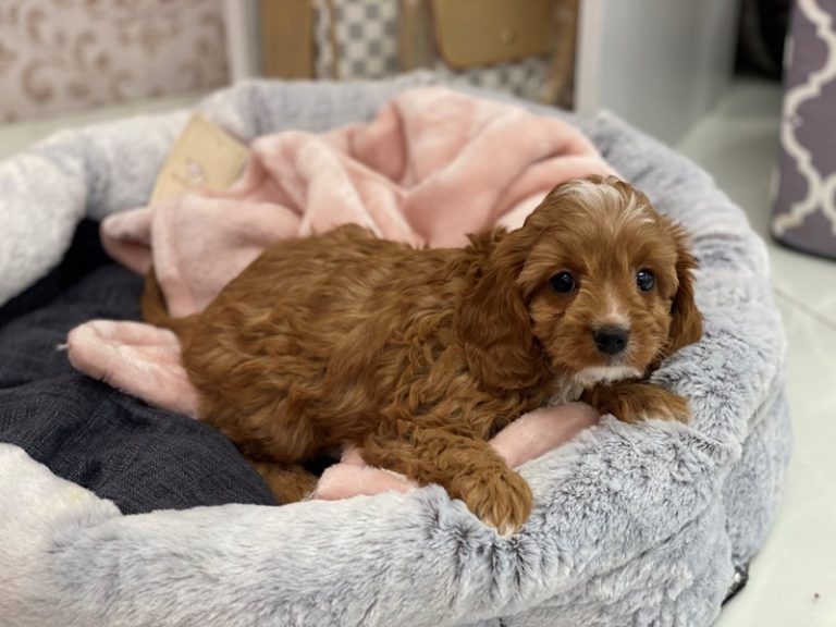 Cici - Cavapoo