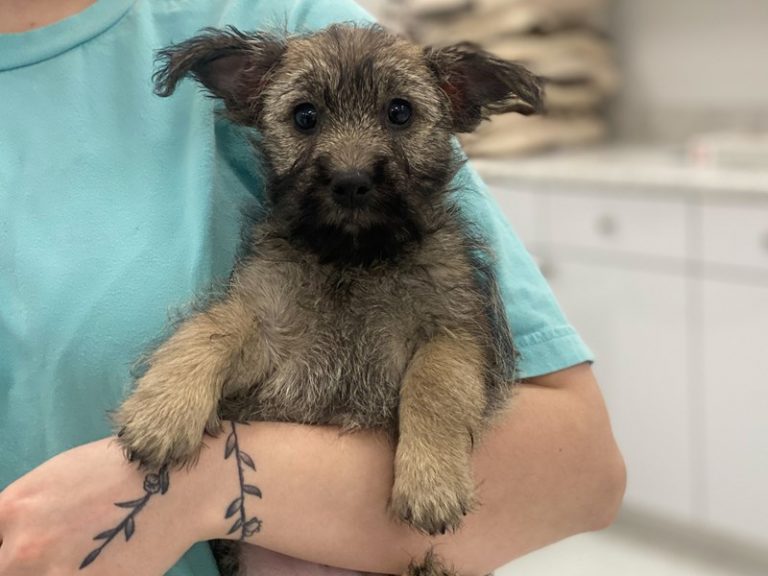 Cairn Terrier - Cairn Terrier