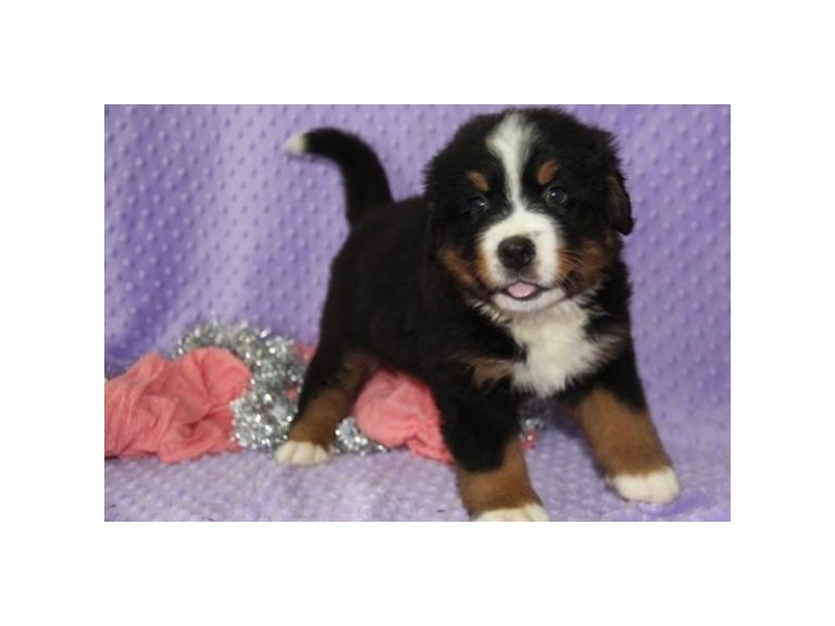 Bradley - Bernese Mountain Dog