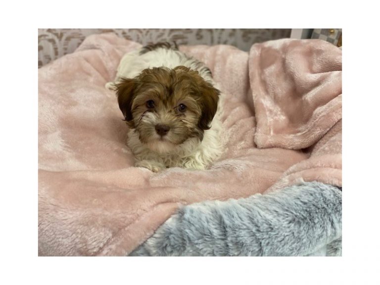 Hannah - Havanese