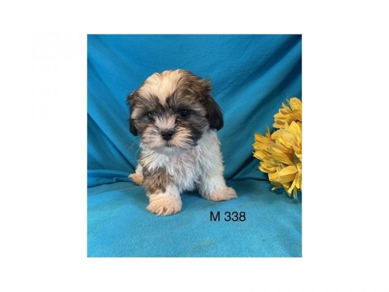 Martin - Shih Tzu