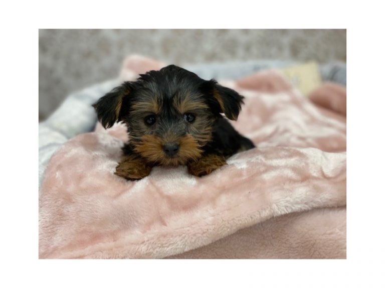Yorkshire Terrier - Yorkshire Terrier