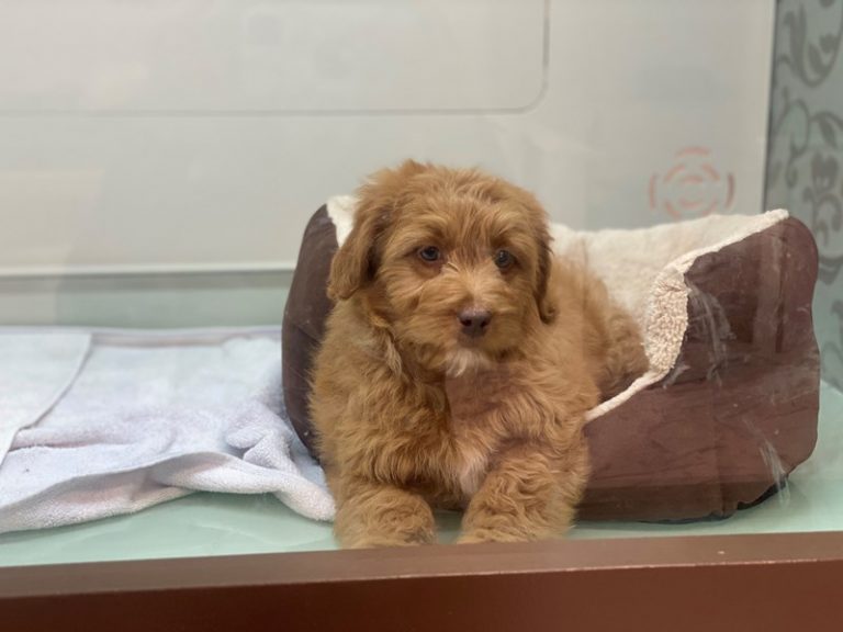 Missy - Cockapoo