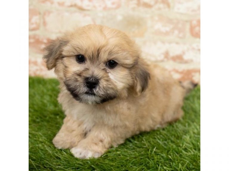 Cody - ShizaPoo