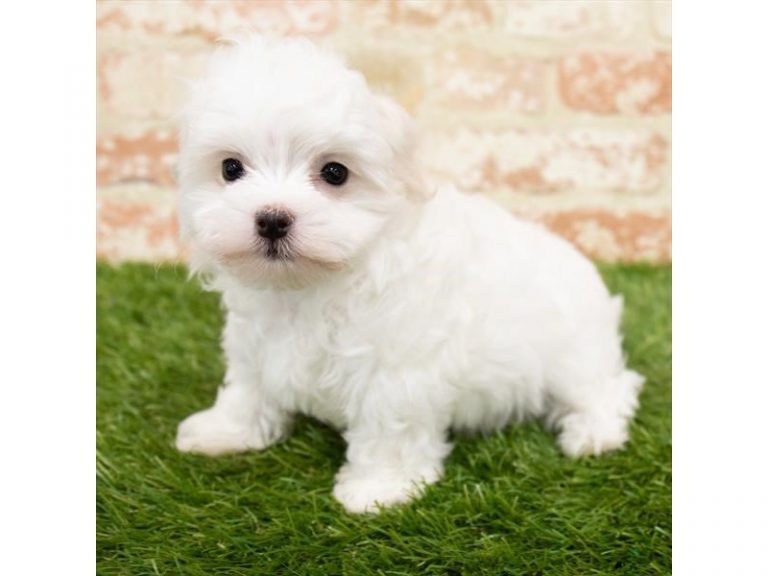 Bean - Maltese