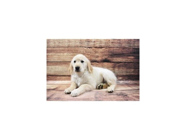 Golden Retriever - Golden Retriever