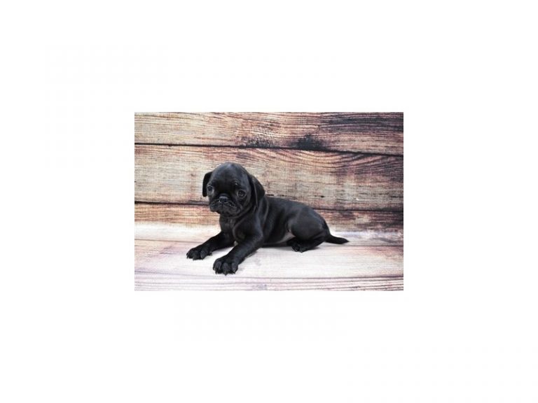 Pug - Pug