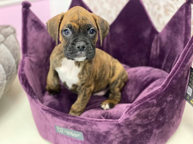 Rocky - Boxer