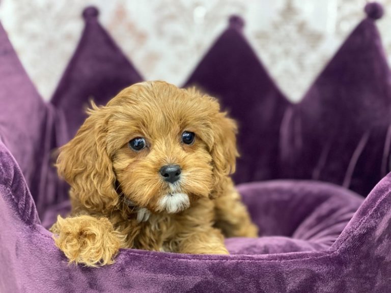 Ella - Cavapoo