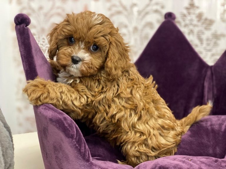 Toby - Cavapoo