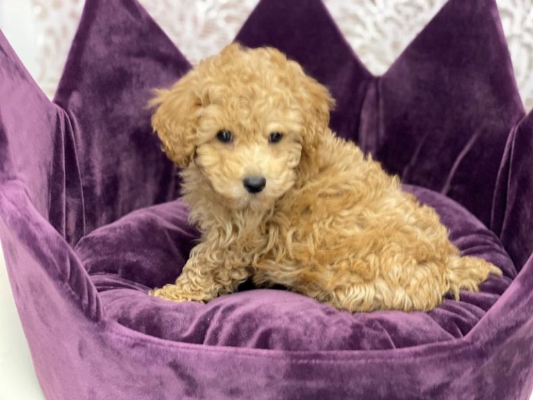Frankie - Poodle