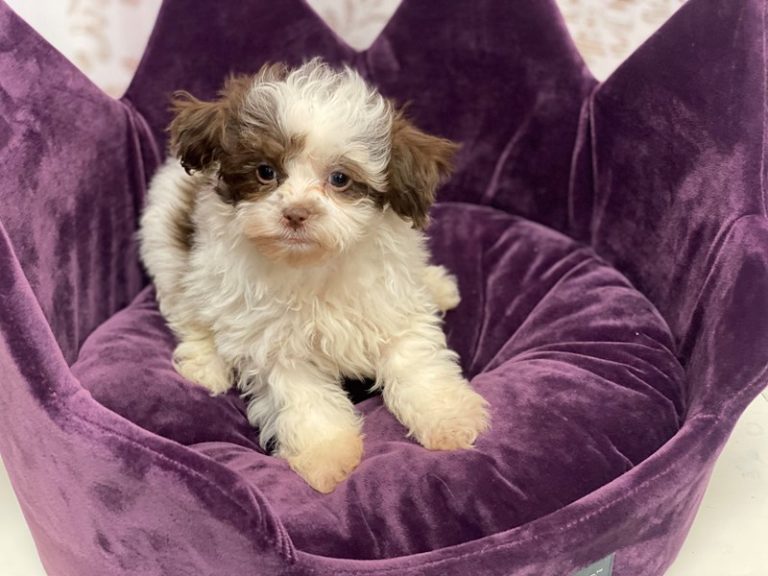 Dixie - Shipoo