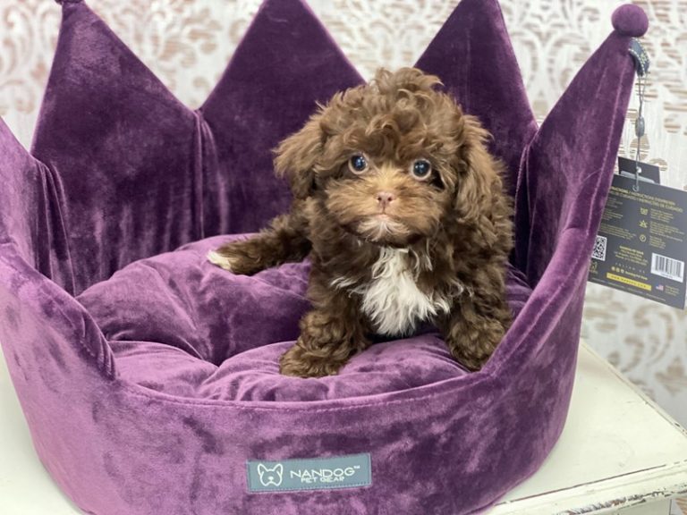 Brownie - Shipoo