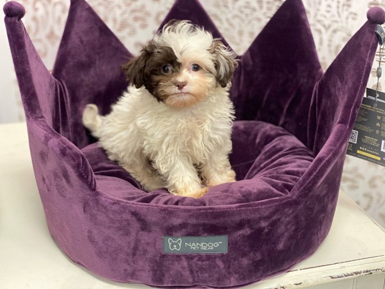 Rocco - Shipoo