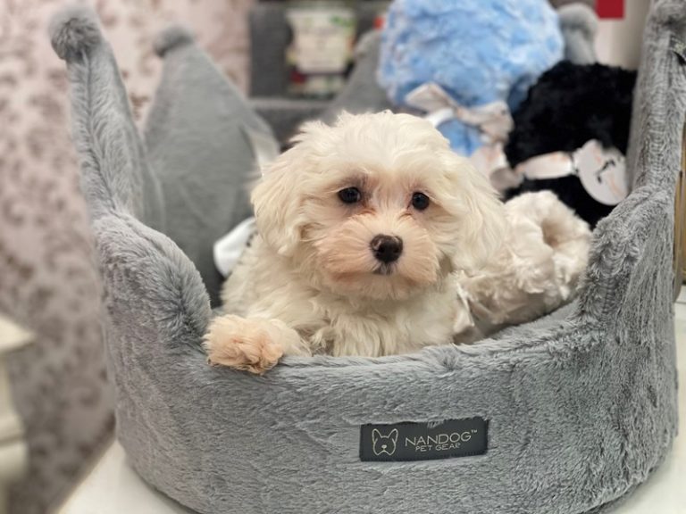 Oliver - Maltipoo