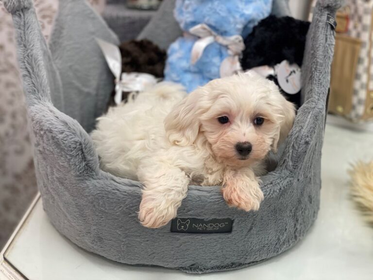 Zeke - Maltipoo