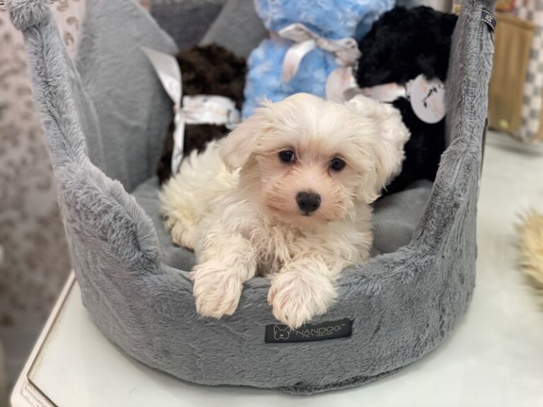 Cooper - Maltipoo