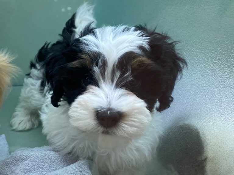 Beckett - Havanese