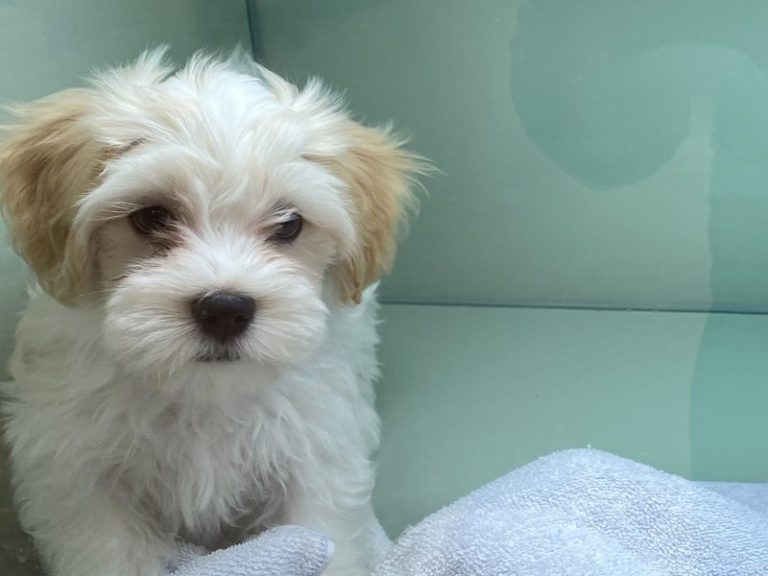 Winston - Havanese