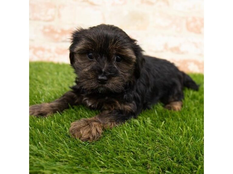 Bitsy - Morkie
