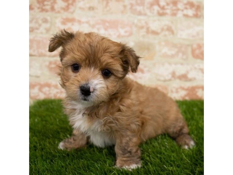Bertram - Morkie