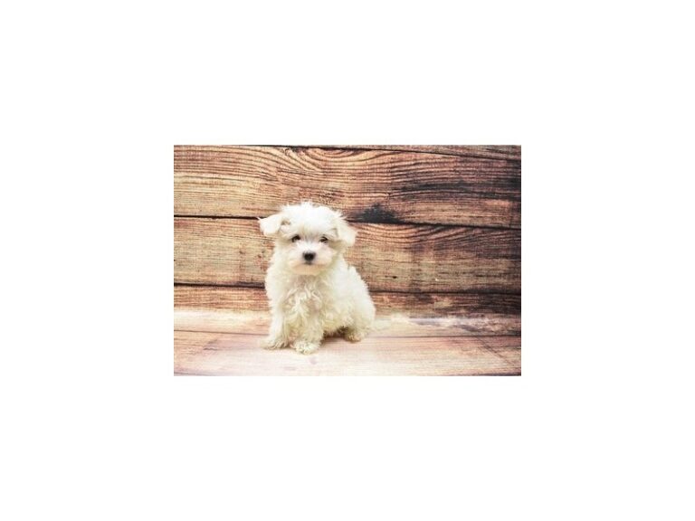 Bubbles - Maltese