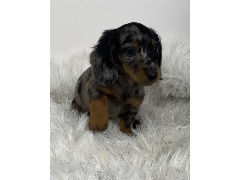Conrad - Dachshund