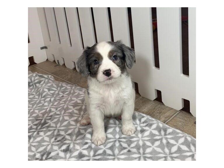 Grover - Mini Bernedoodle