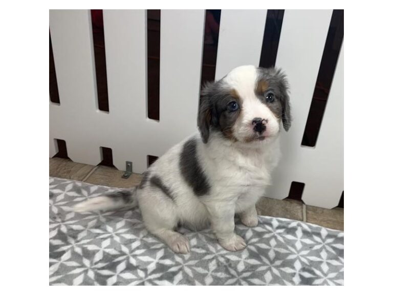 Kali - Mini Bernedoodle