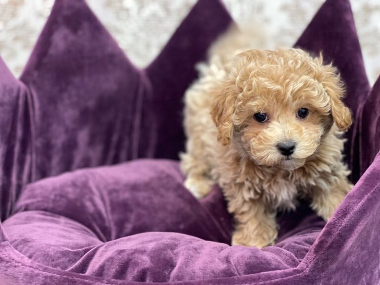 Nala - Bichapoo