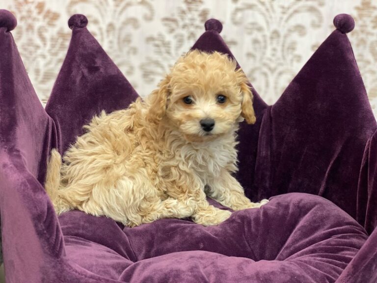 Cassie - Bichapoo
