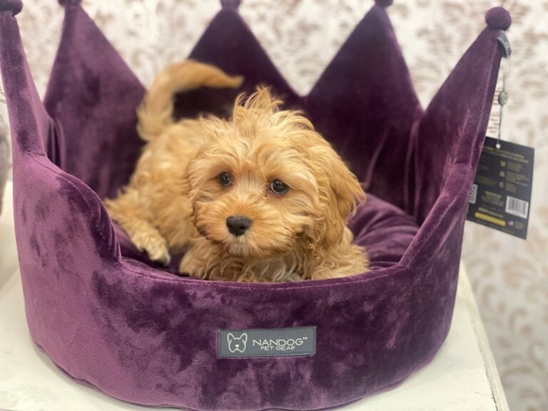 Brady - Cavapoo