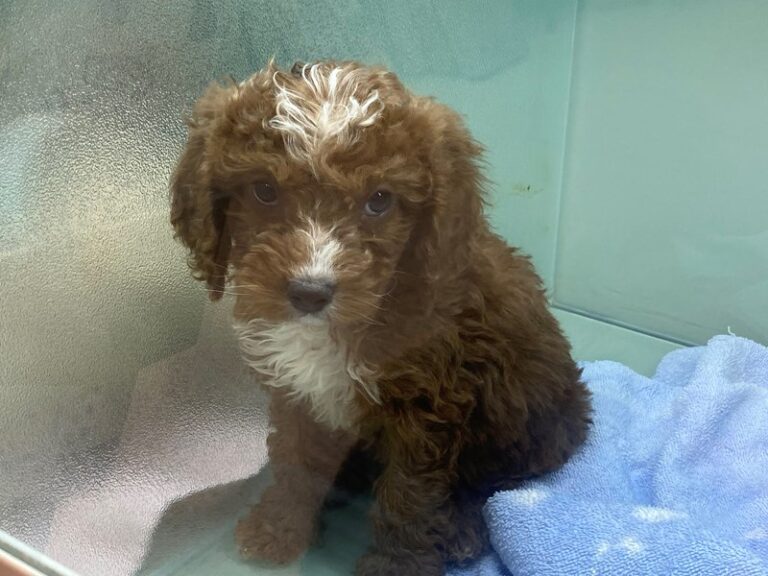 Carlton - Cavapoo