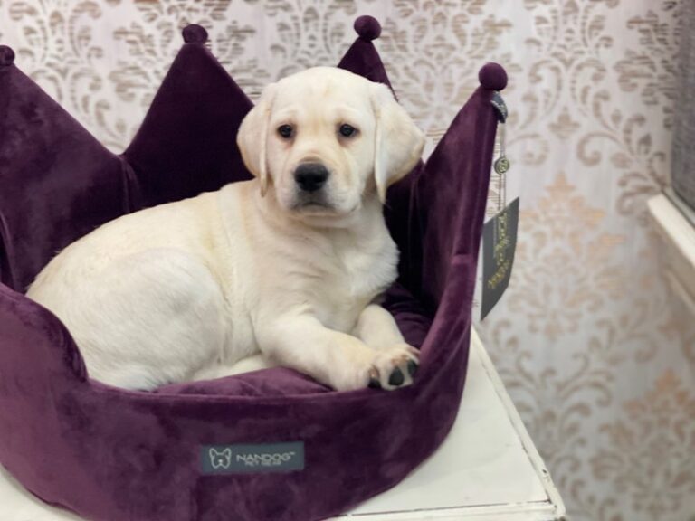 Izzy - Labrador Retriever
