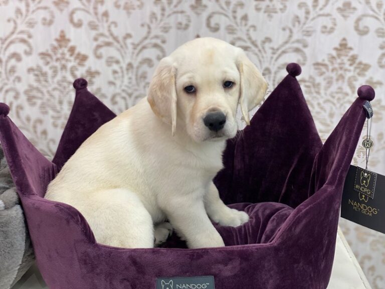 Clarence - Labrador Retriever