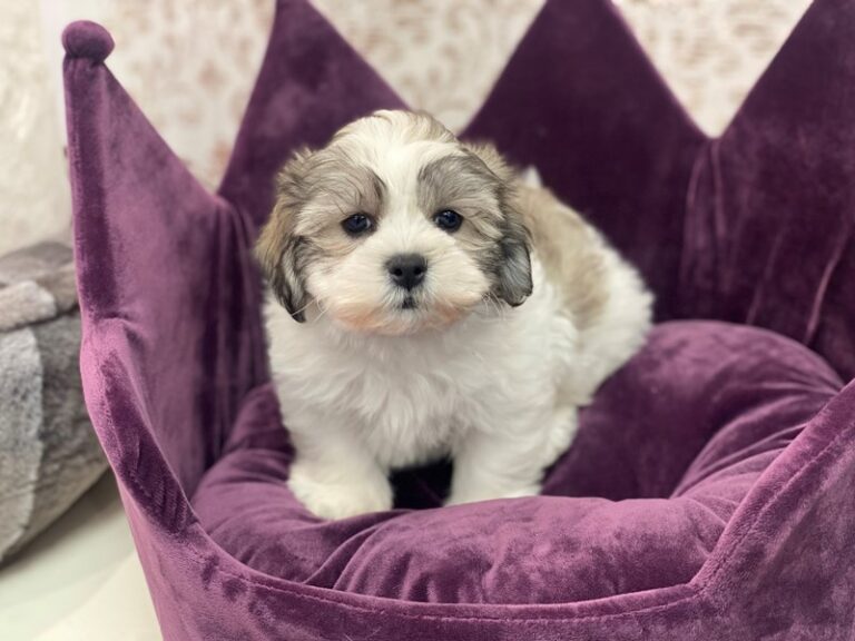 Milton - Teddy Bear
