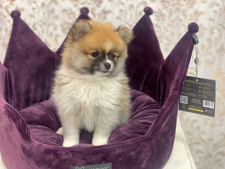 Rocket - Pomeranian