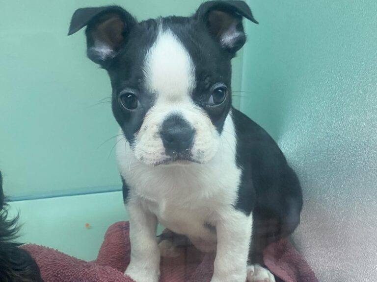 Waldo - Boston Terrier